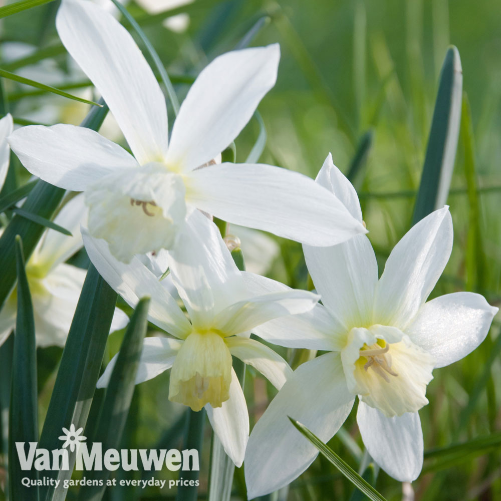 Narcissus 'Thalia'