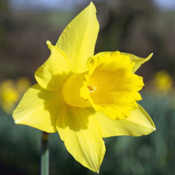 Narcissus 'Treglisson'