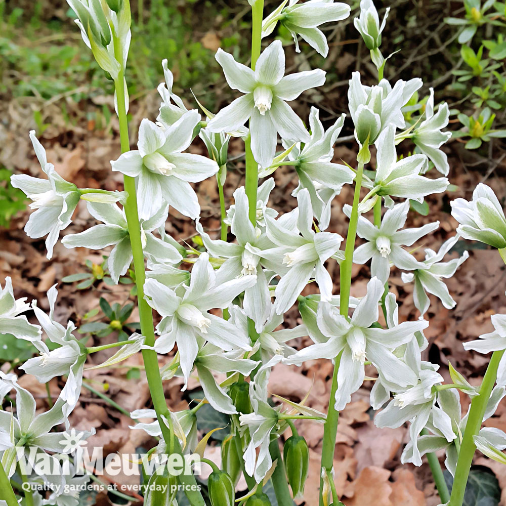 Ornithogalum nutans