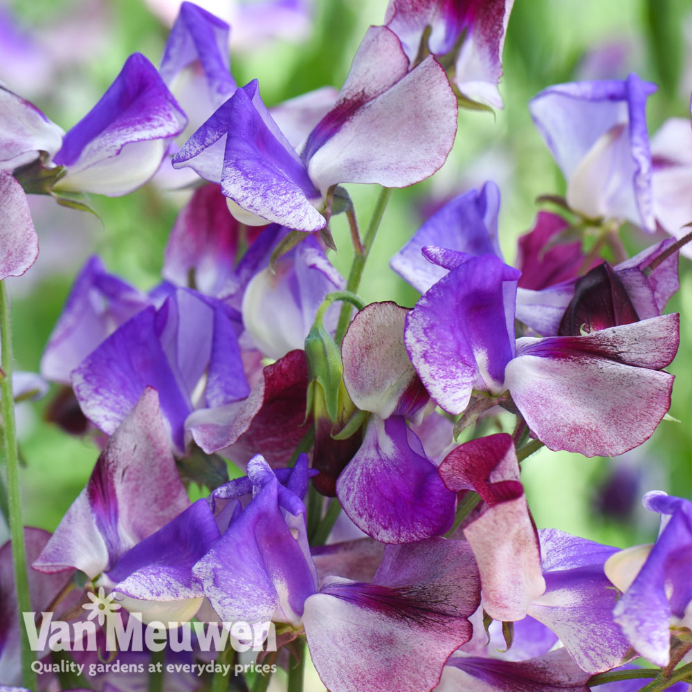 Sweet Pea 'Three Times As Sweet'