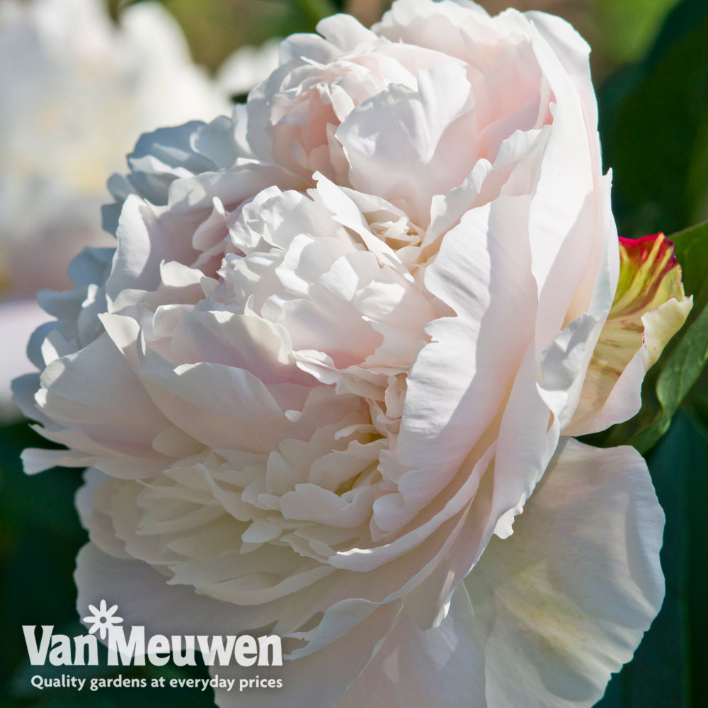 Peony 'Duchesse de Nemours'