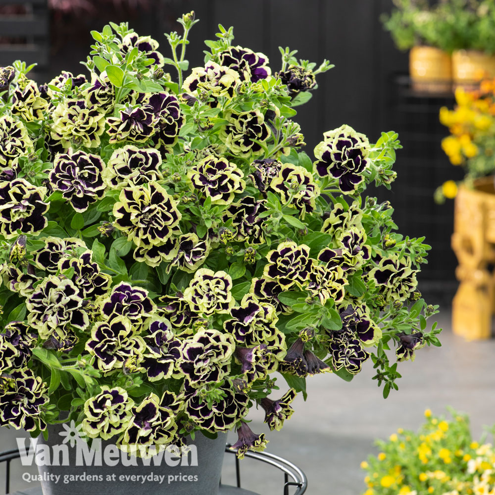 Petunia 'Mystical Midnight Gold'