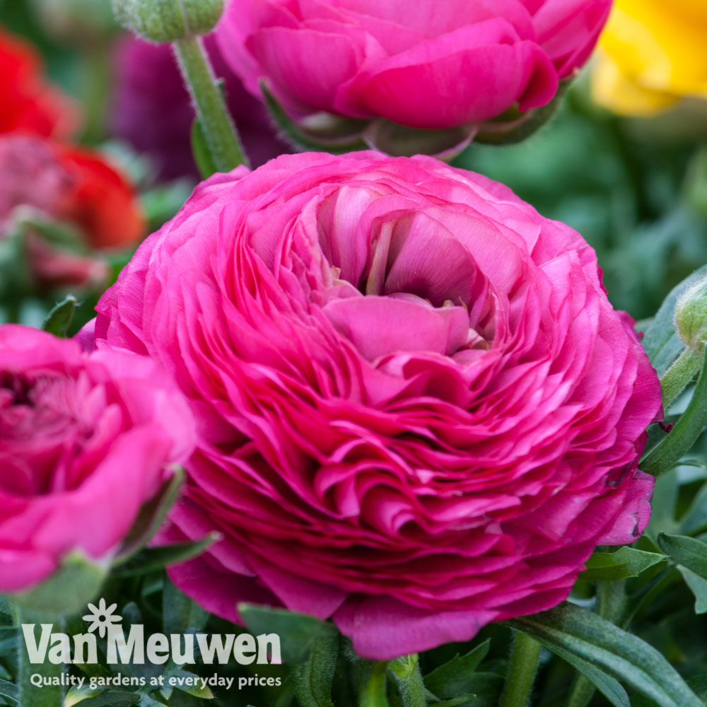 Ranunculus 'Pink'