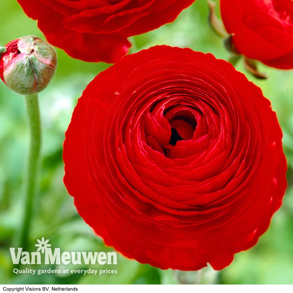 Ranunculus 'Red'