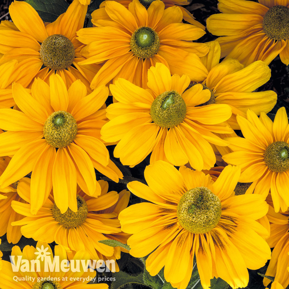 Rudbeckia hirta 'Amarillo Gold'