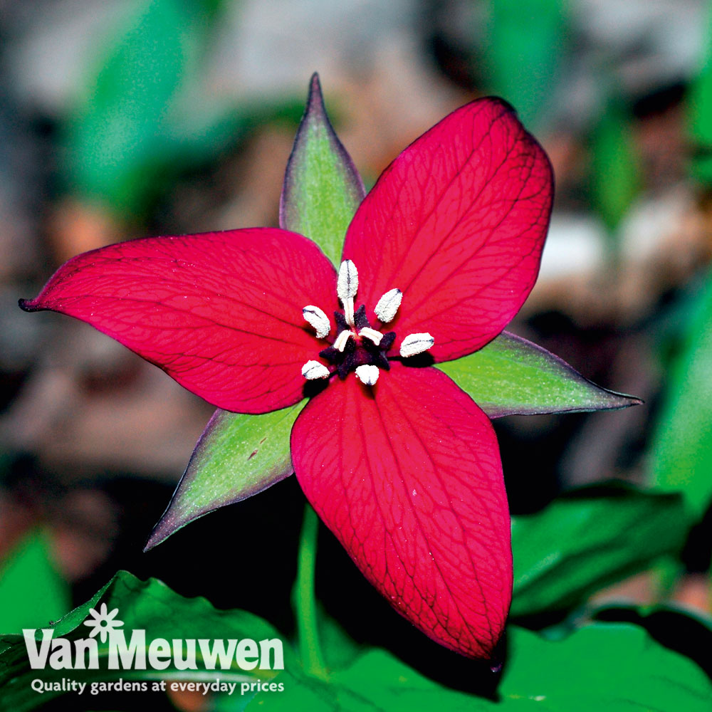 Trillium erectum