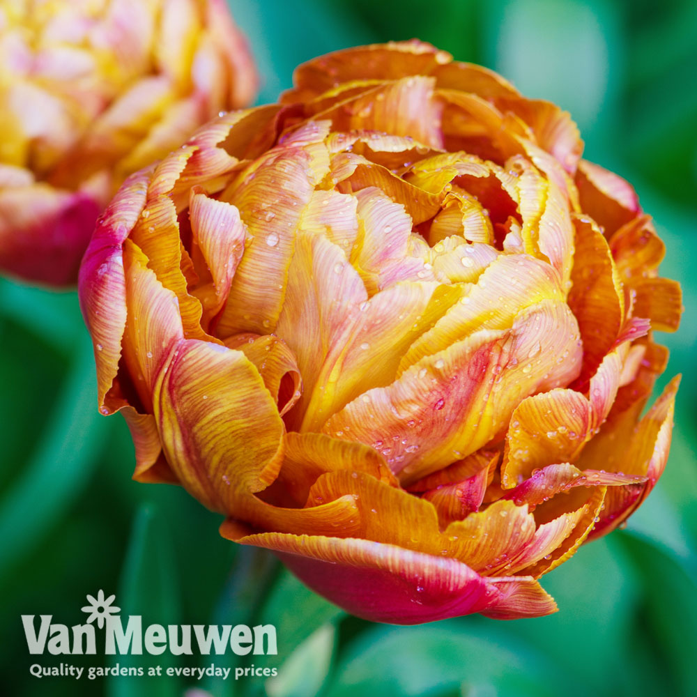 Tulip 'Brownie'