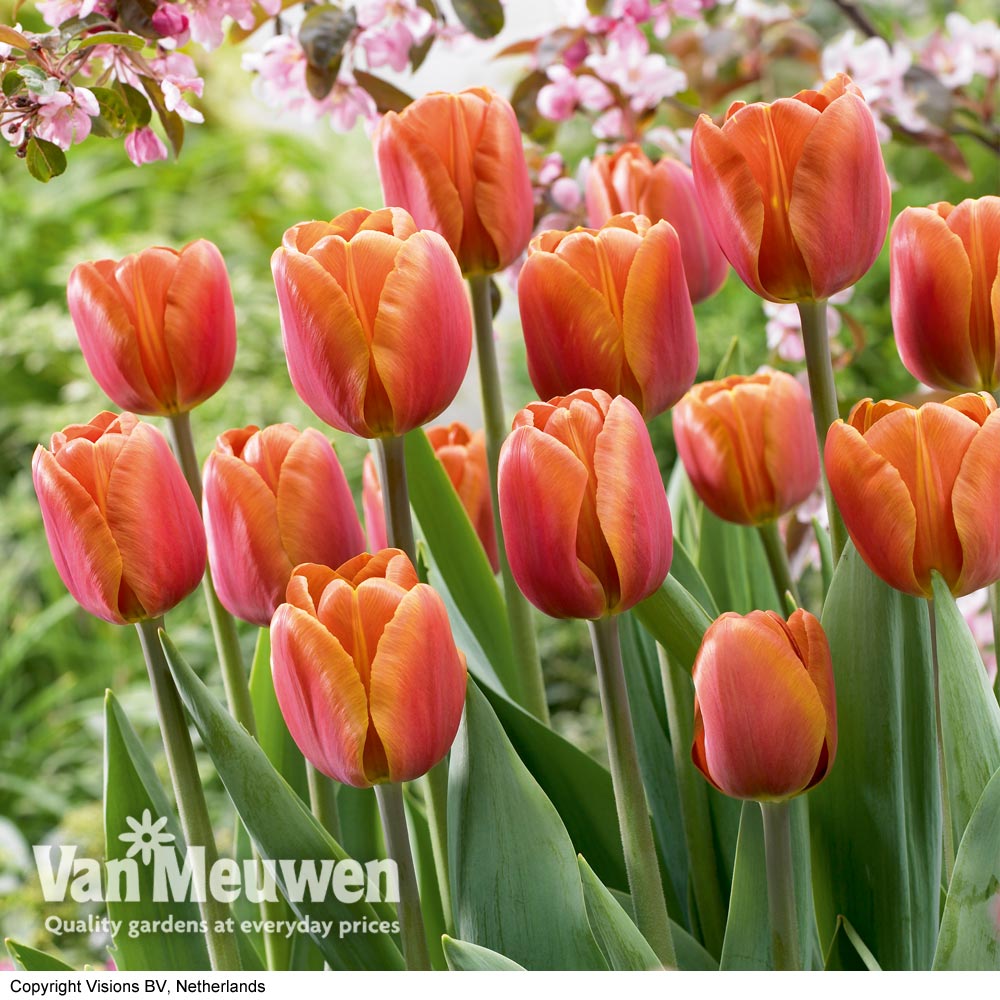 Tulip 'Brown Sugar'