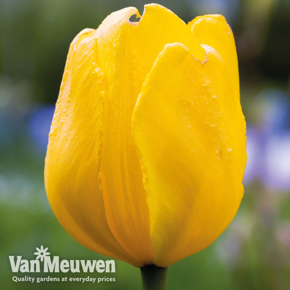 Tulip 'Golden Apeldoorn'