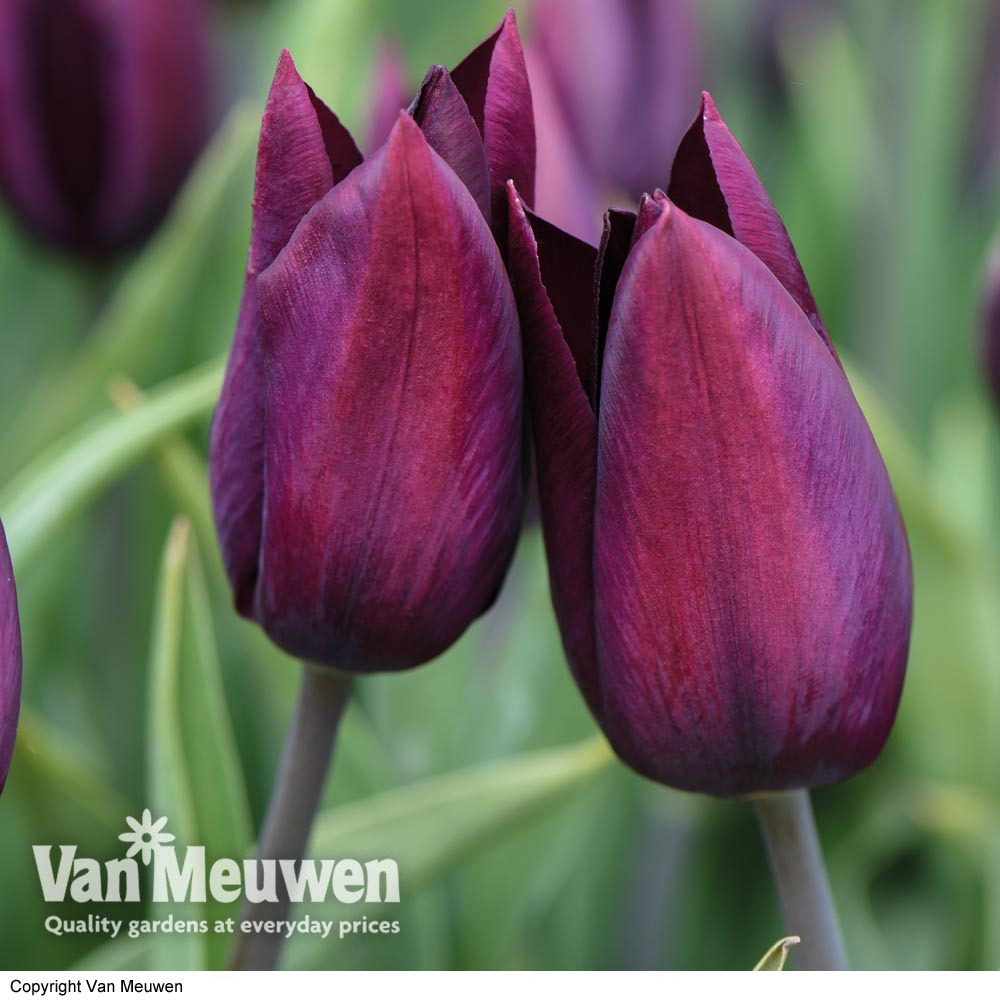 Tulip 'Havran'