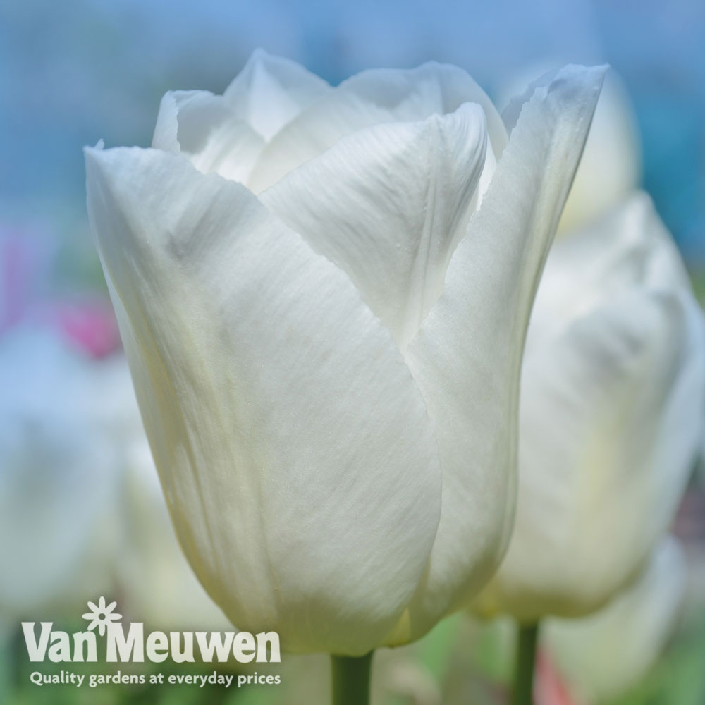 Tulip 'White Prince'