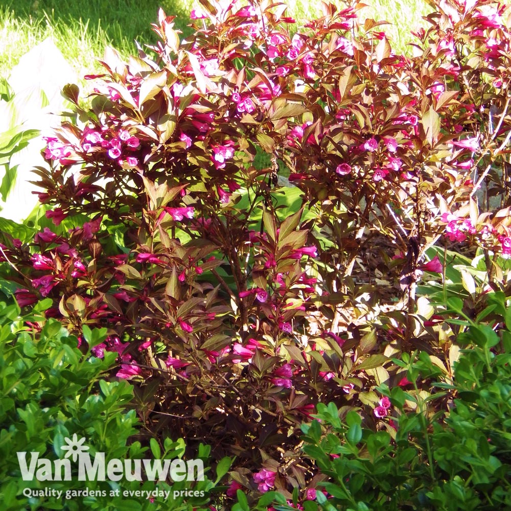 Weigela florida 'Minor Black'