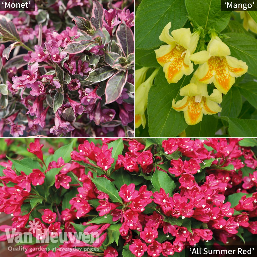 Weigela Patio Trio