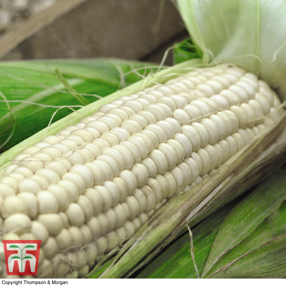 Sweetcorn 'White Lady'