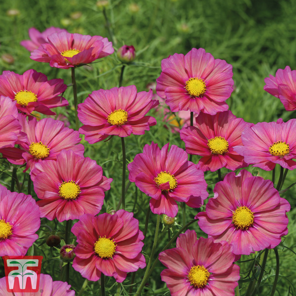 Cosmos bipinnatus 'Xsenia'