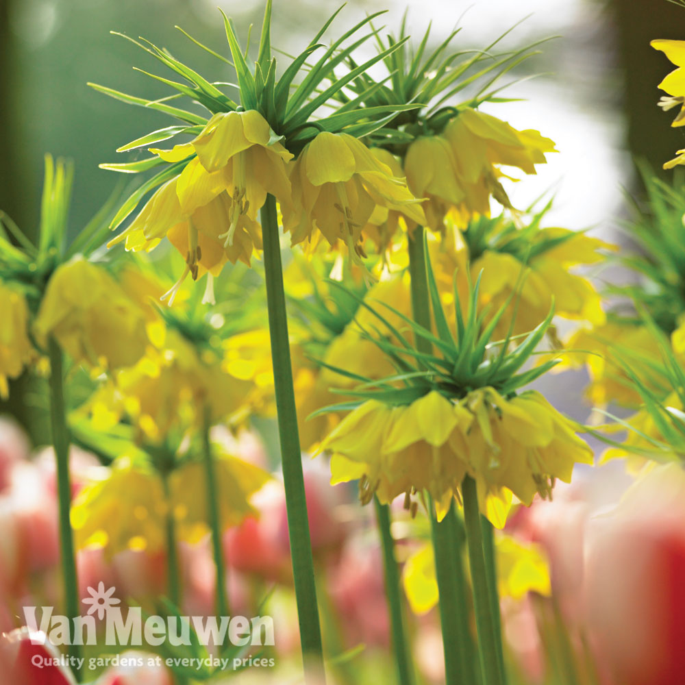 Fritillaria imperialis 'Maxima Lutea'