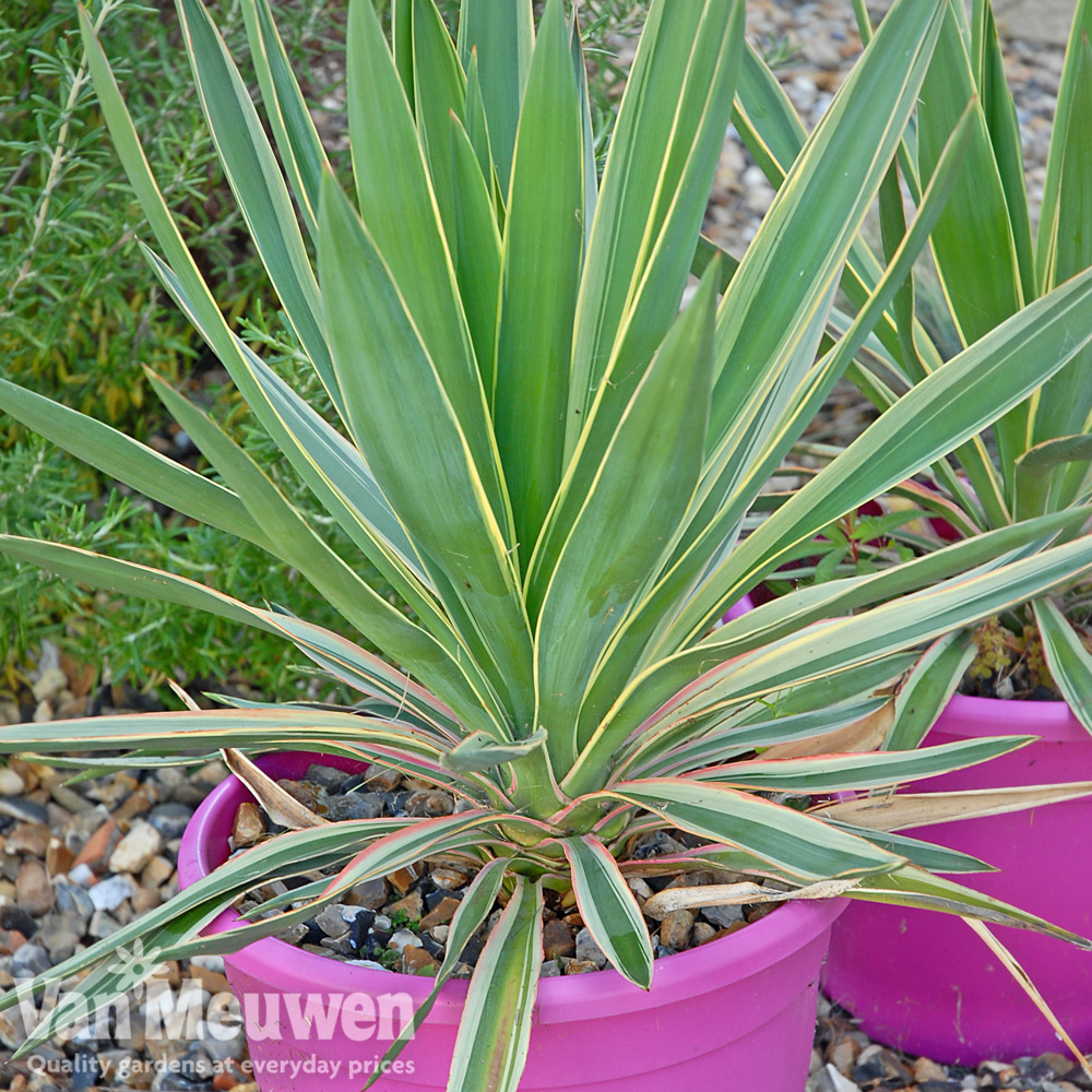 Yucca filamentosa 'Bright Edge'