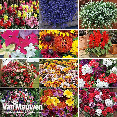 Nurseryman's Choice Summer Plant Bonanza