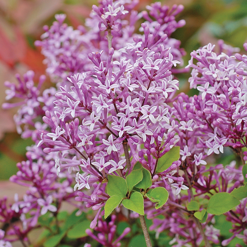 Lilac 'Palibin'