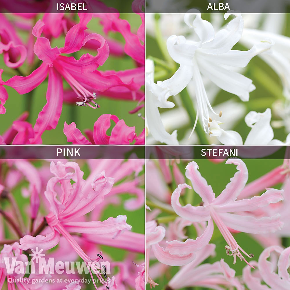 Nerine bowdenii Collection