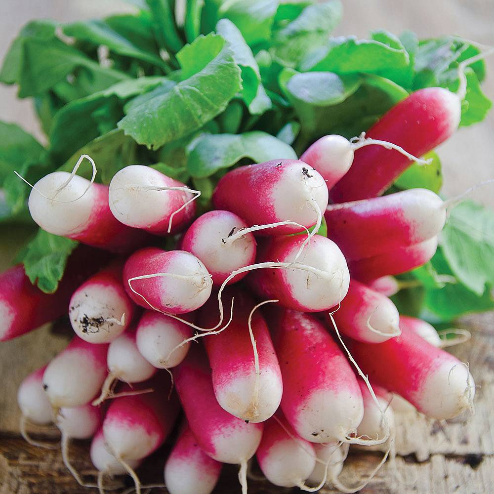 Radish 'French Breakfast 3' (Seeds)