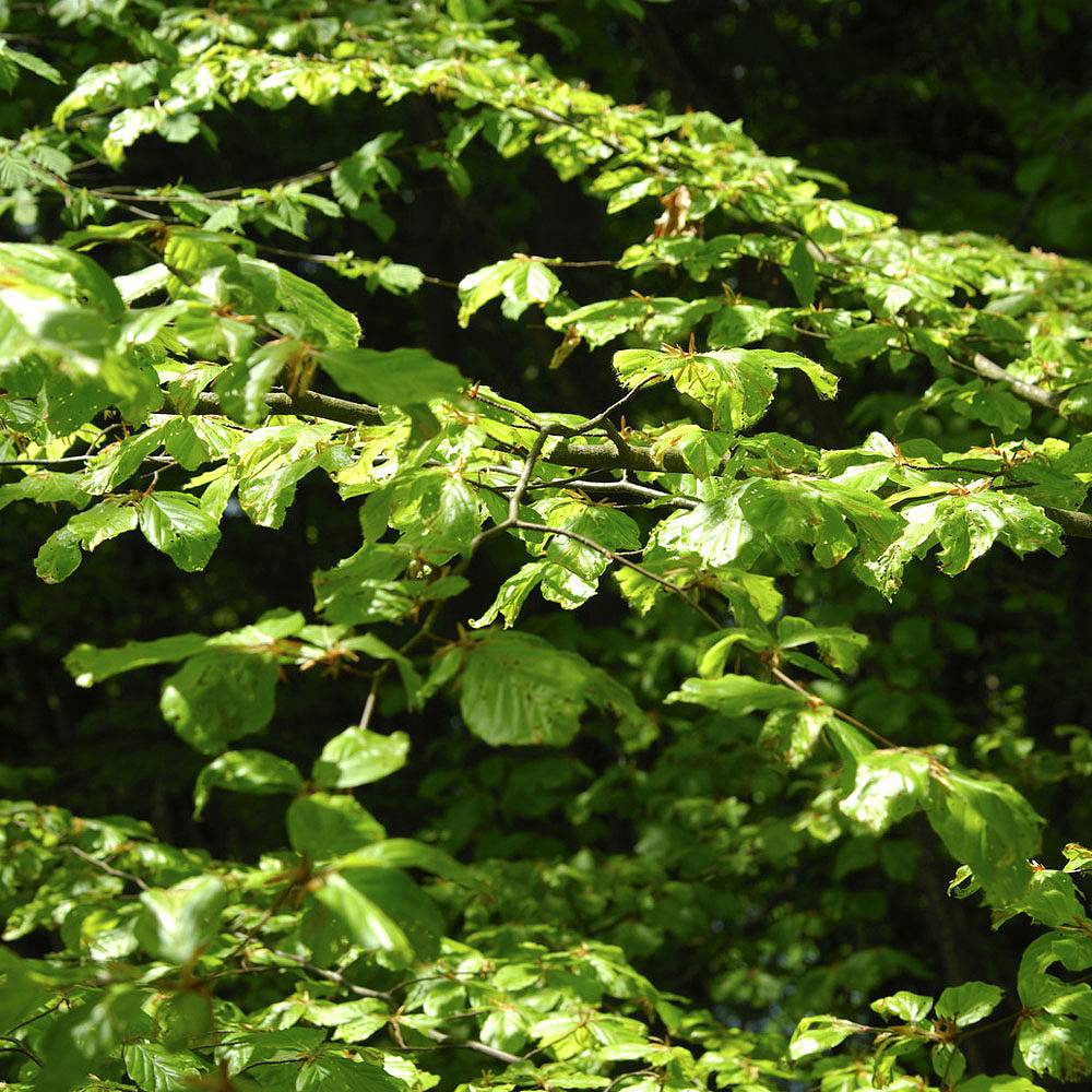 Green Beech (Hedging)