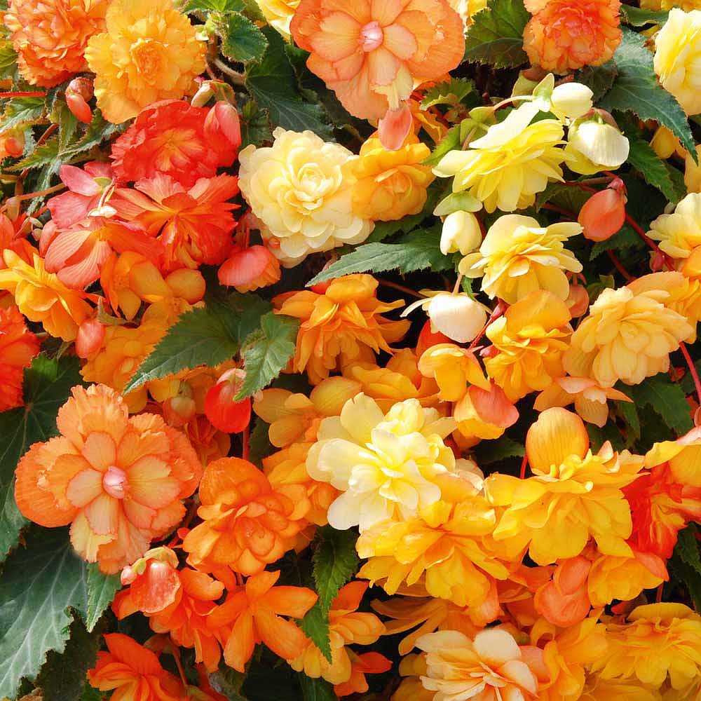 Begonia 'Apricot Shades'