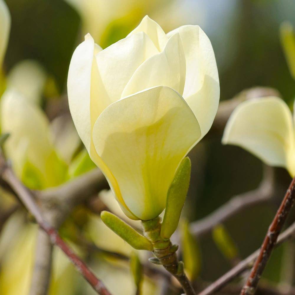 Magnolia denudata 'Yellow River'