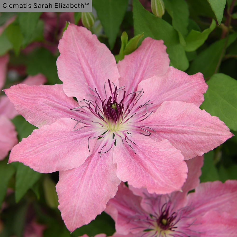 Clematis Sarah Elizabeth&trade; evipo098