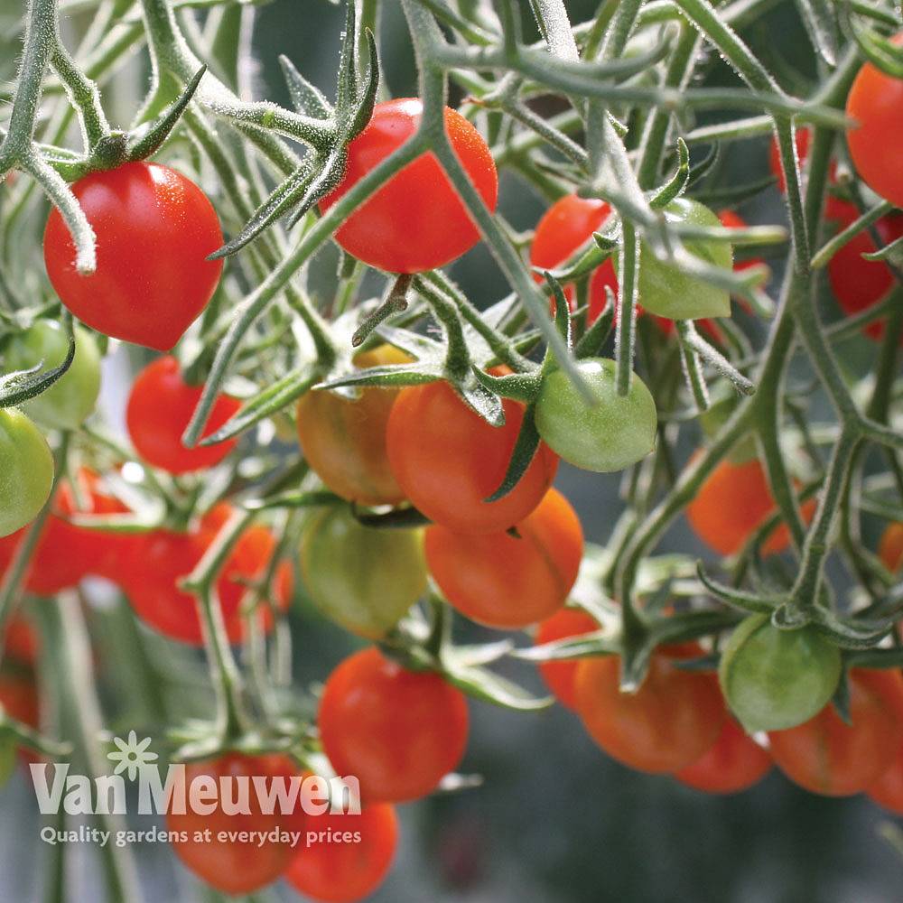 Tomato Tomberry Red Grafted