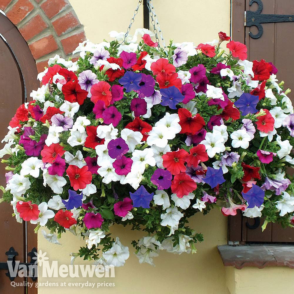 Petunia 'Surfinia' Collection