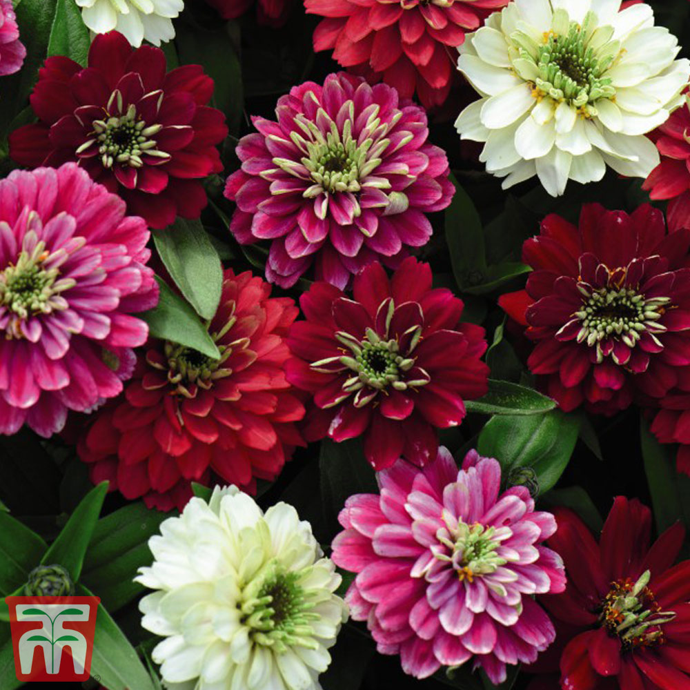 Zinnia marylandica 'Zahara Double Berries Mix'