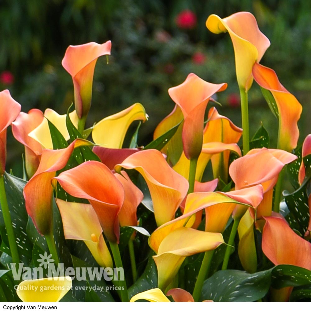 Arum 'Morning Sun'