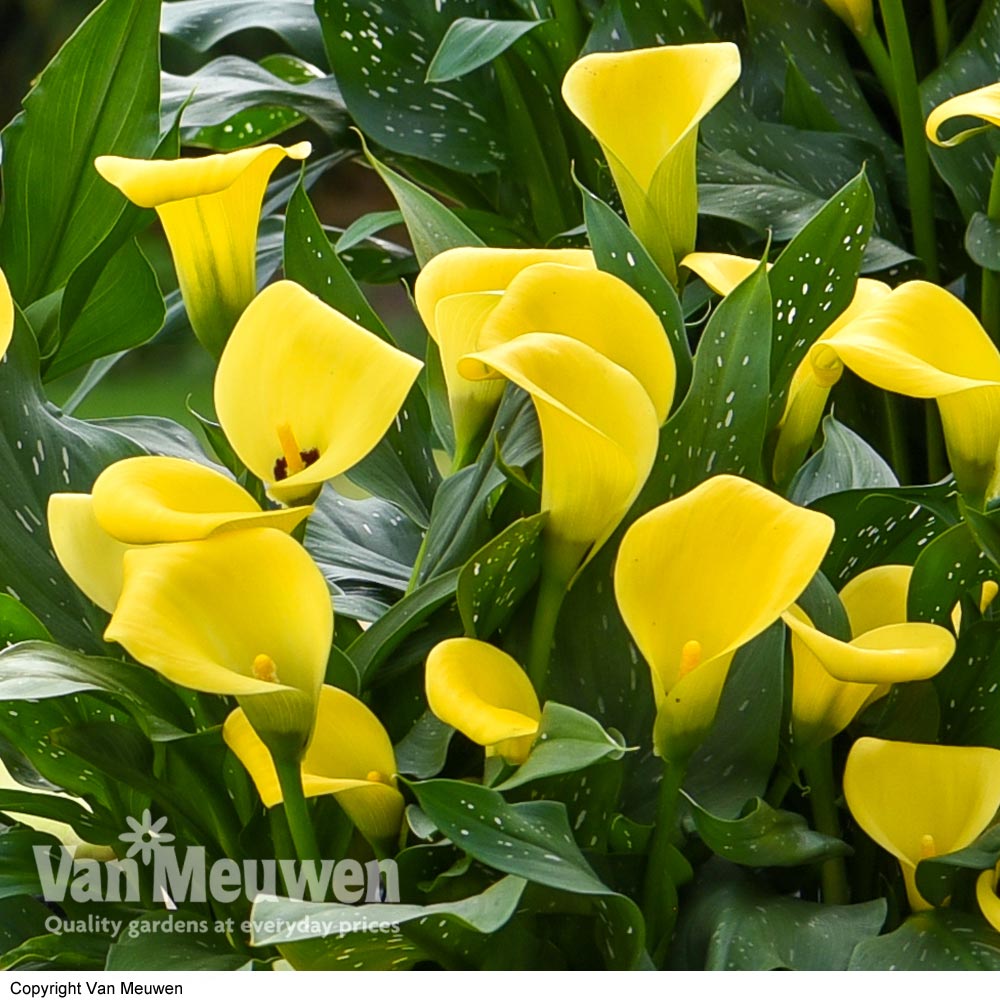 Arum 'Gold Label'