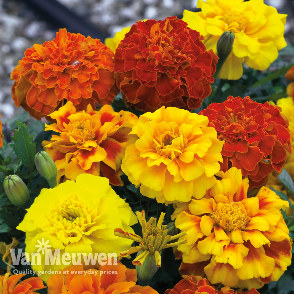 Marigold F1 'Zenith Mixed'