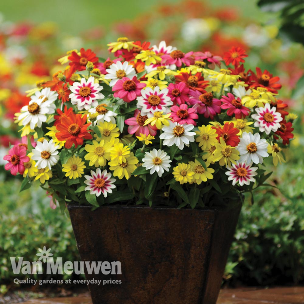 Zinnia 'Zahara' Single-flowered Mix (Garden Ready)