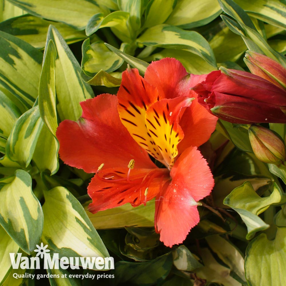 Image of Alstroemeria 'Little Miss Zoe'