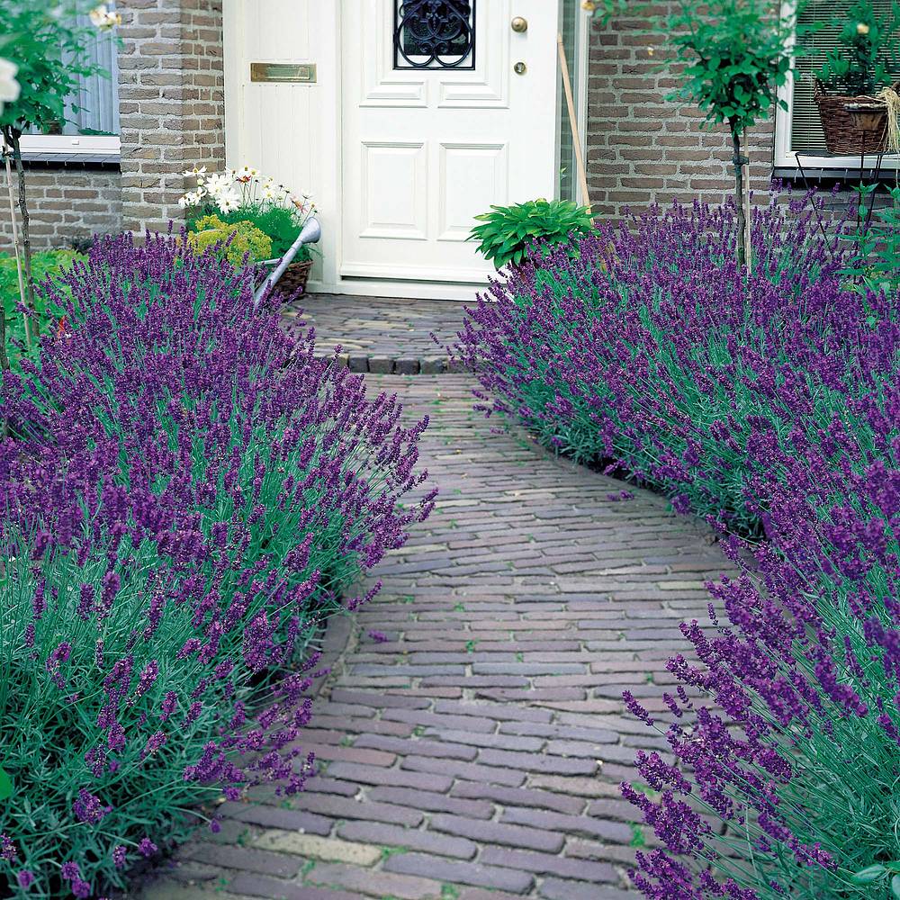 Lavender Munstead Van Meuwen Lavender Munstead Lavandula Angustifolia English