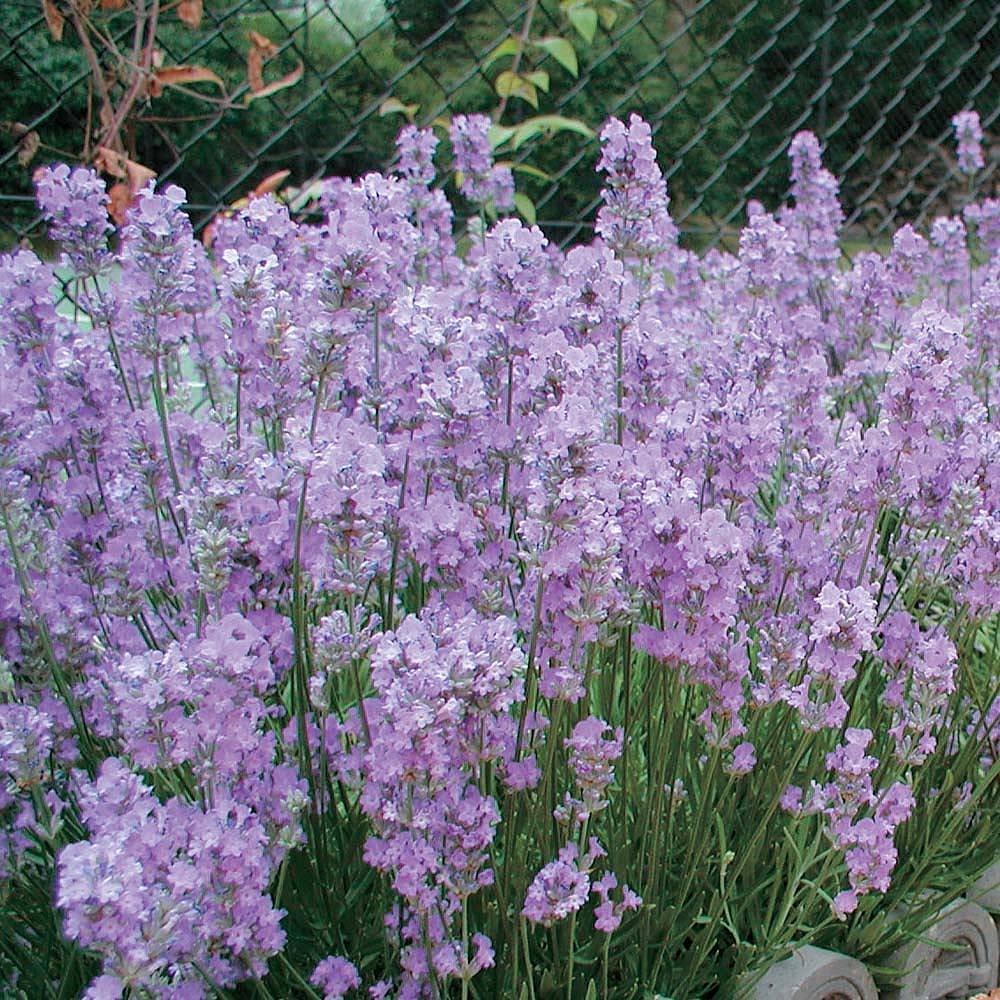 Lavender Little Lady Van Meuwen Lavender Little Lady Lavandula Angustifoliaenglish