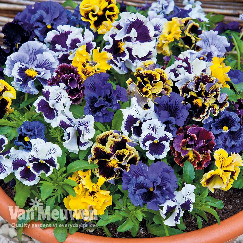 Bedding Plants And Plug For At Van Meuwen 2 Reviews