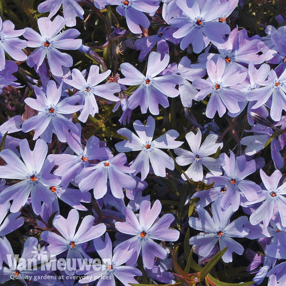 Phlox Mixed Creeping Van Meuwen Next