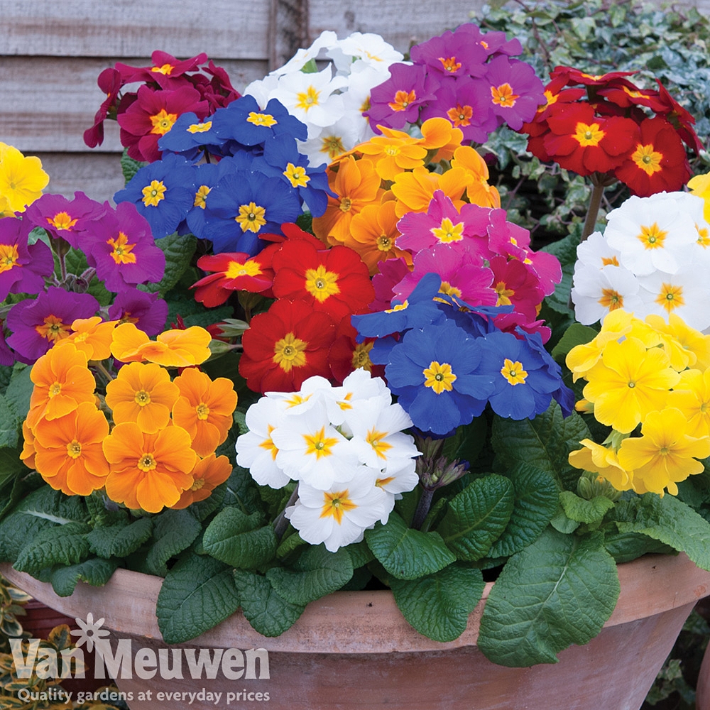 Winter Bedding Plants Uk Van Meuwen 13 Reviews