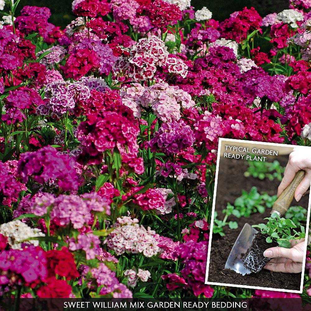 Winter Bedding Plants Uk Van Meuwen 2 Or More For 12 Each