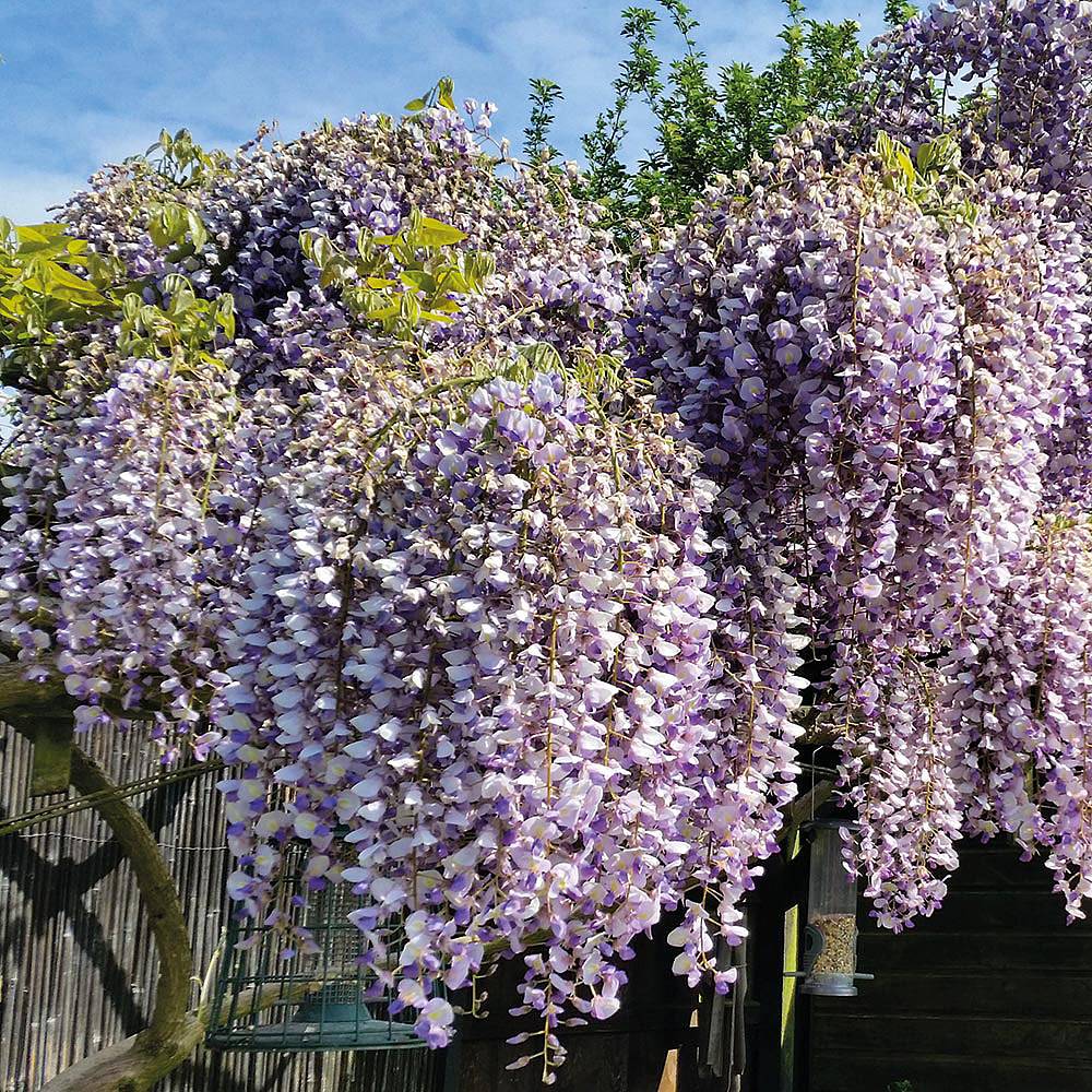Wisteria Chinese: photos, descriptions, features of planting and care 64 Wisteria Chinese: photos, descriptions, features of planting and care 68