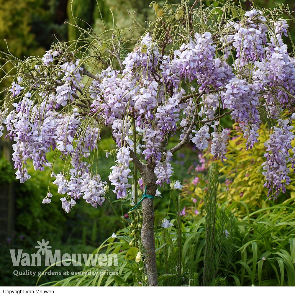 Wisteria (Standard) | Van Meuwen