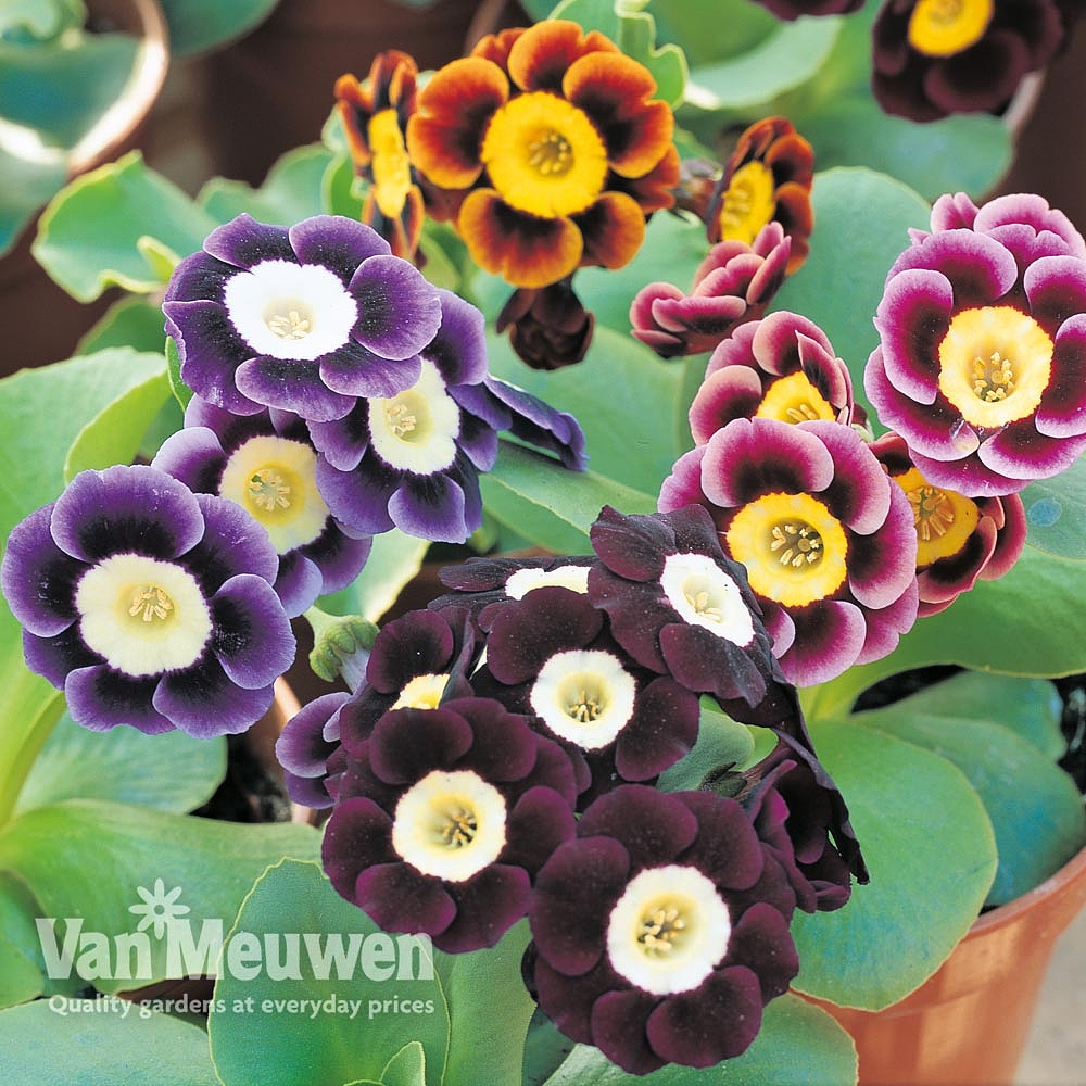 auricula from seed auricula from seed