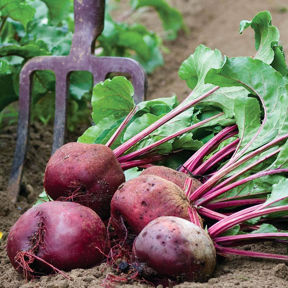 mid se beetroot