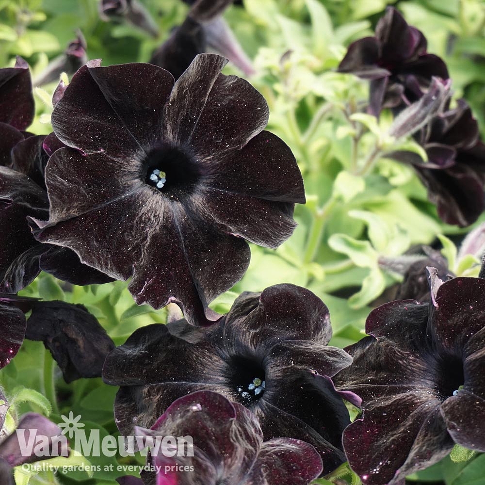 Petunia 'Crazytunia Black Mamba' | Van Meuwen