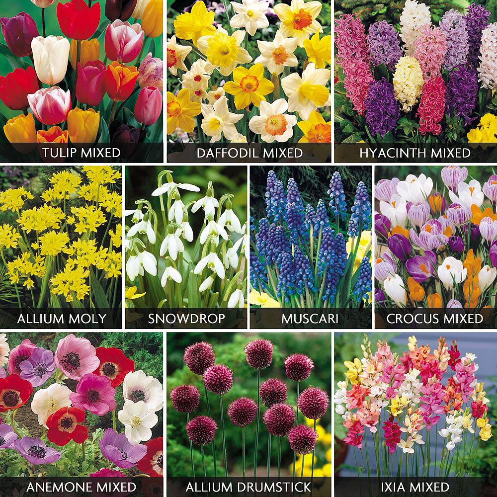 Value Spring Bulbs Collection | Van Meuwen