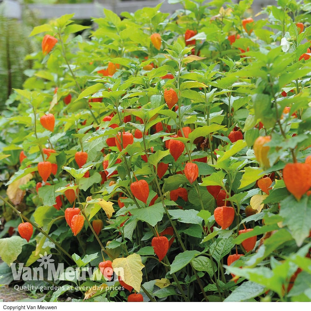 Chinese Lanternphysalis Alkekengiground Cherry Anese Lantern